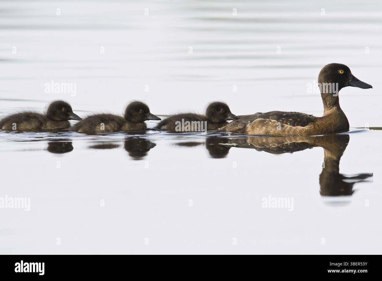 Moretta (Aythya fuligula) Foto Stock