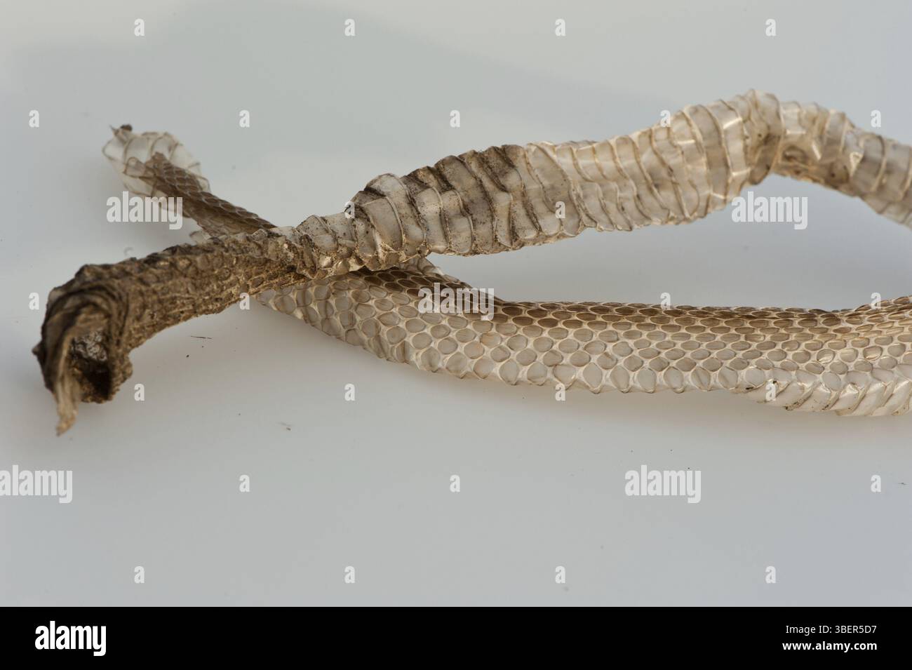 Pelle di serpente erba (Natrix natrix) Foto Stock