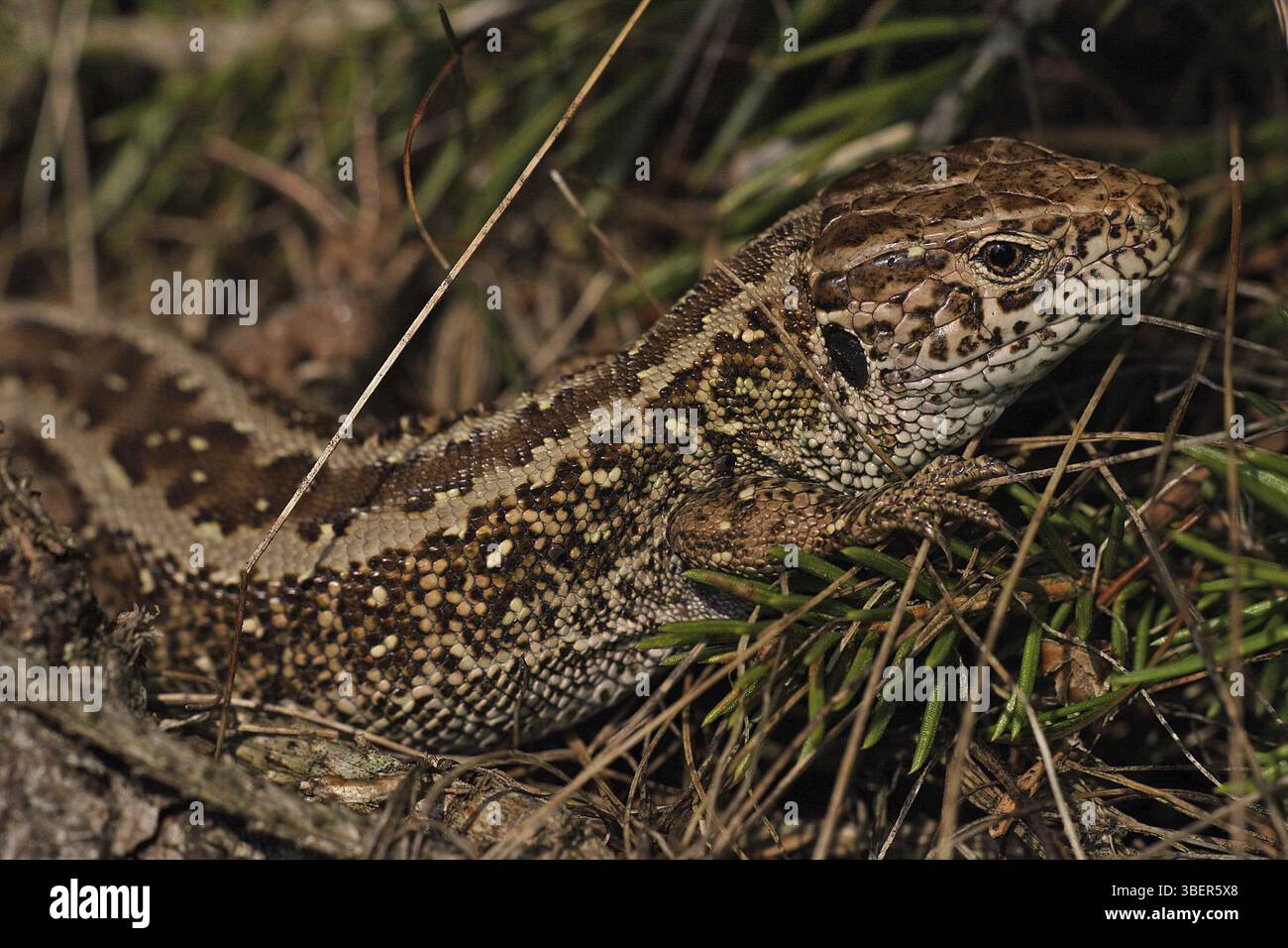 Biacco maschio (Lacerta agilis) Foto Stock