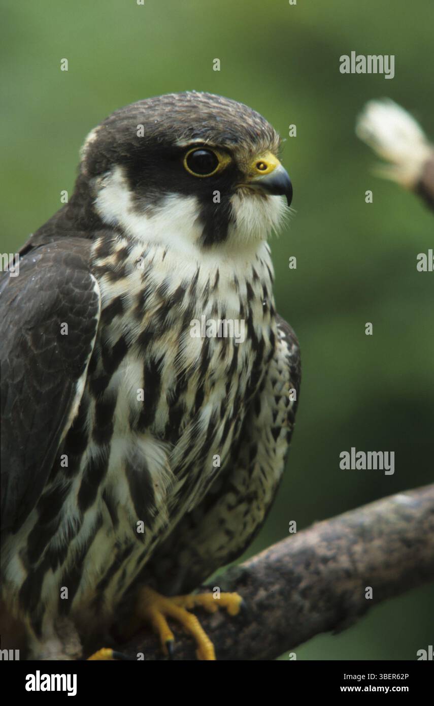 Hobby (Falco Subbuteo®) Foto Stock