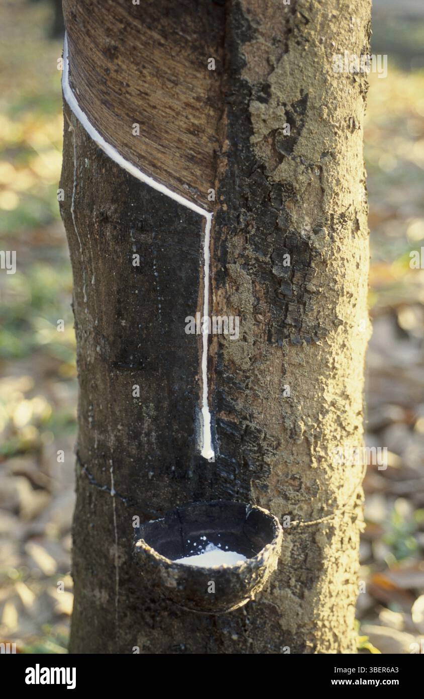Produzione di gomma (Hevea brasiliensis) Foto Stock