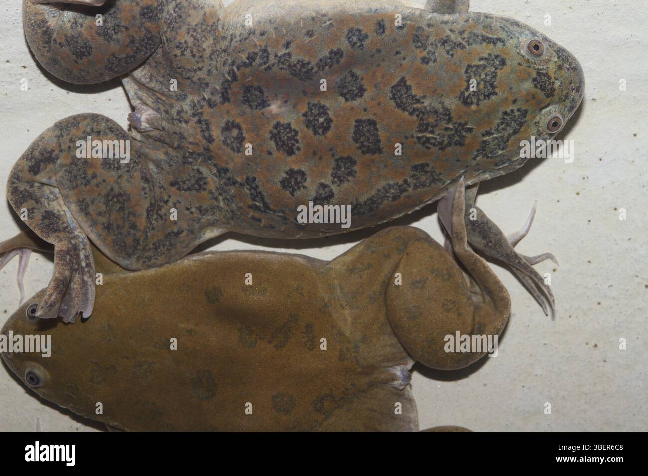 Rana liscia (Xenopus laevis) Foto Stock
