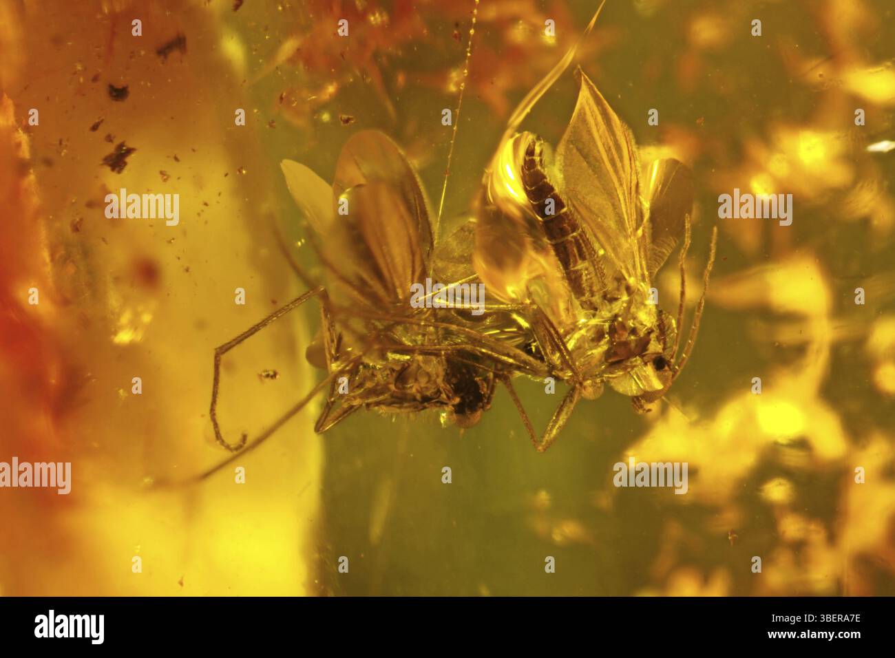 Amberinkluse - volo Foto Stock