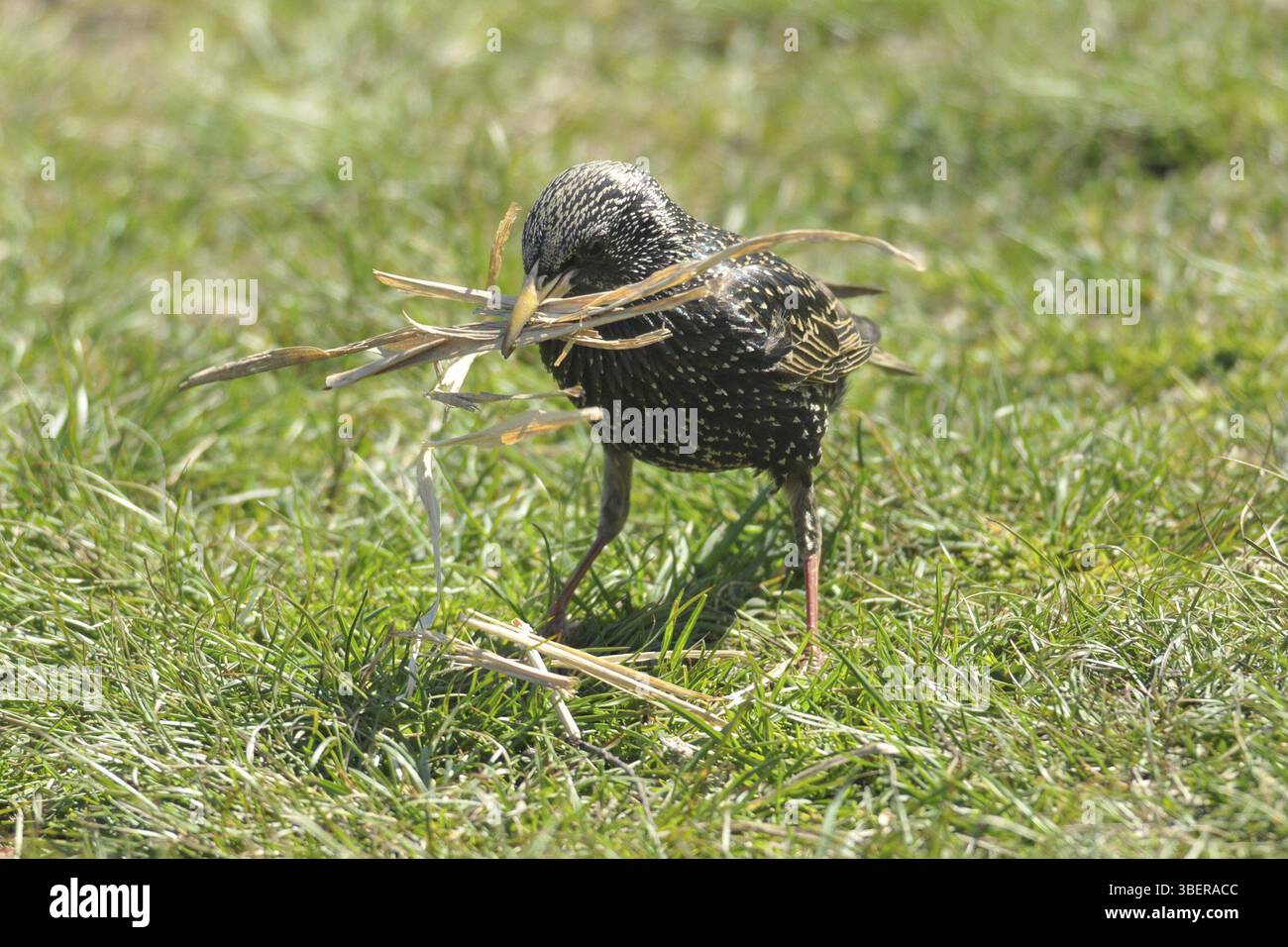 Starling (Sturnus vulgaris) Foto Stock