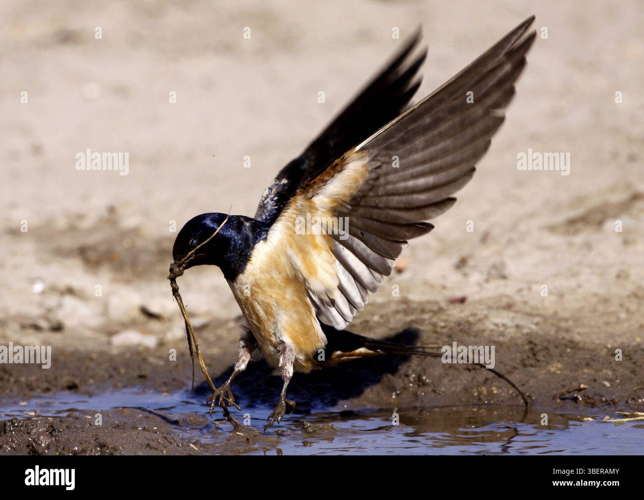 Barn Swallow (Hirundo rustica) Foto Stock