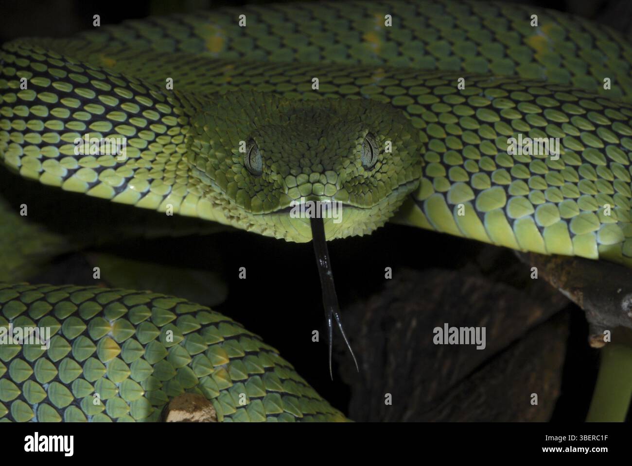 West African bush viper (Atheris chlorechis) Foto Stock