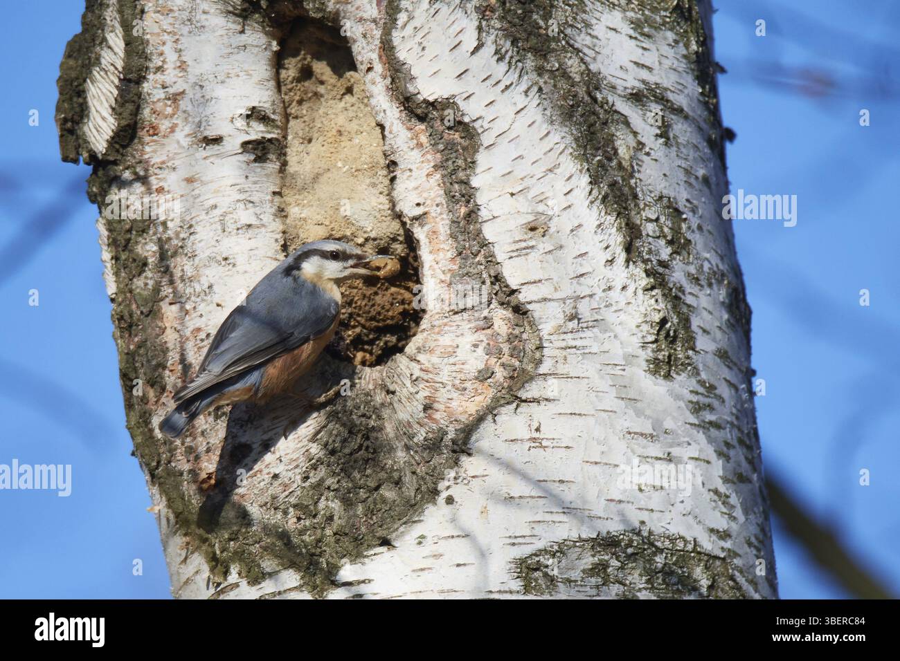 Picchio muratore (Sitta europaea) Foto Stock