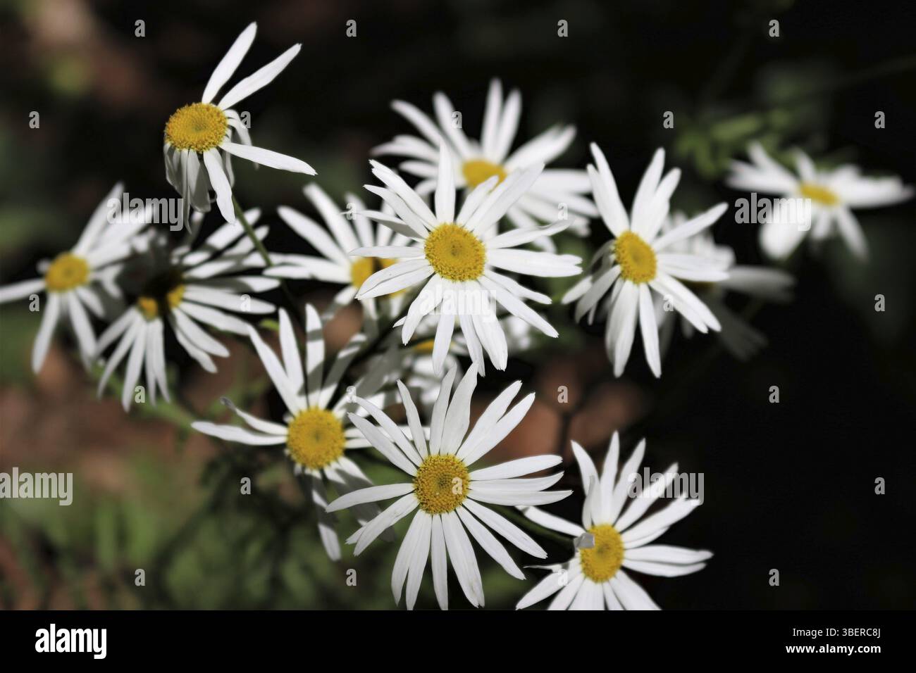 Bouquet usufrutto (Tanacetum corymbosum) Foto Stock