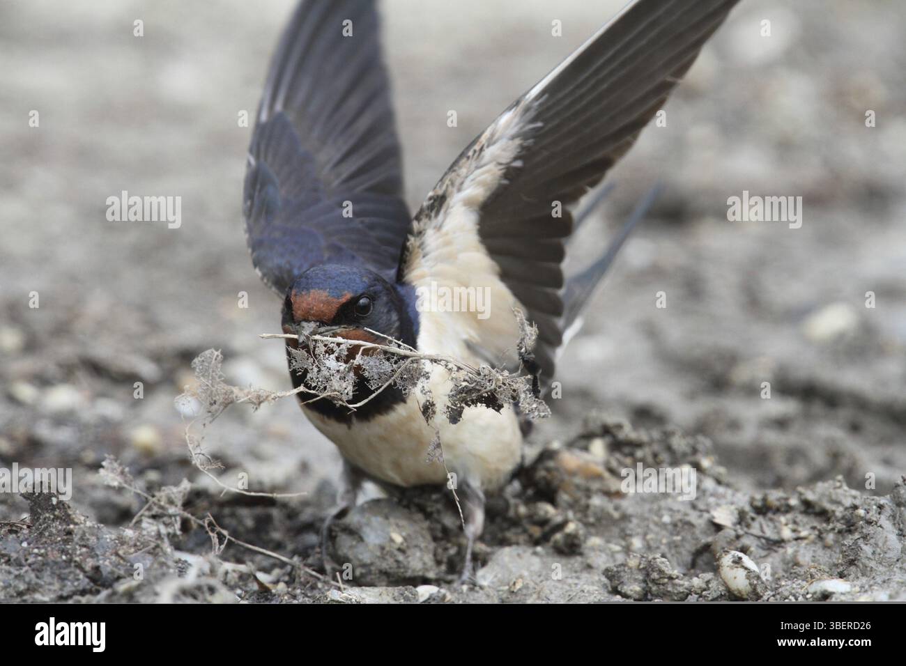 Barn Swallow (Hirundo rustica) Foto Stock