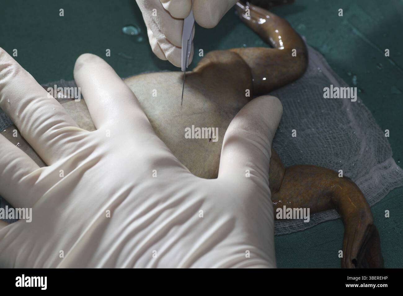 Rana liscia, preparazione degli ovociti (Xenopus laevis) Foto Stock