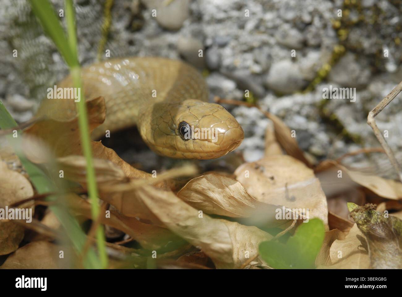 Serpente esculapico (Zamenis l. longissimus) Foto Stock