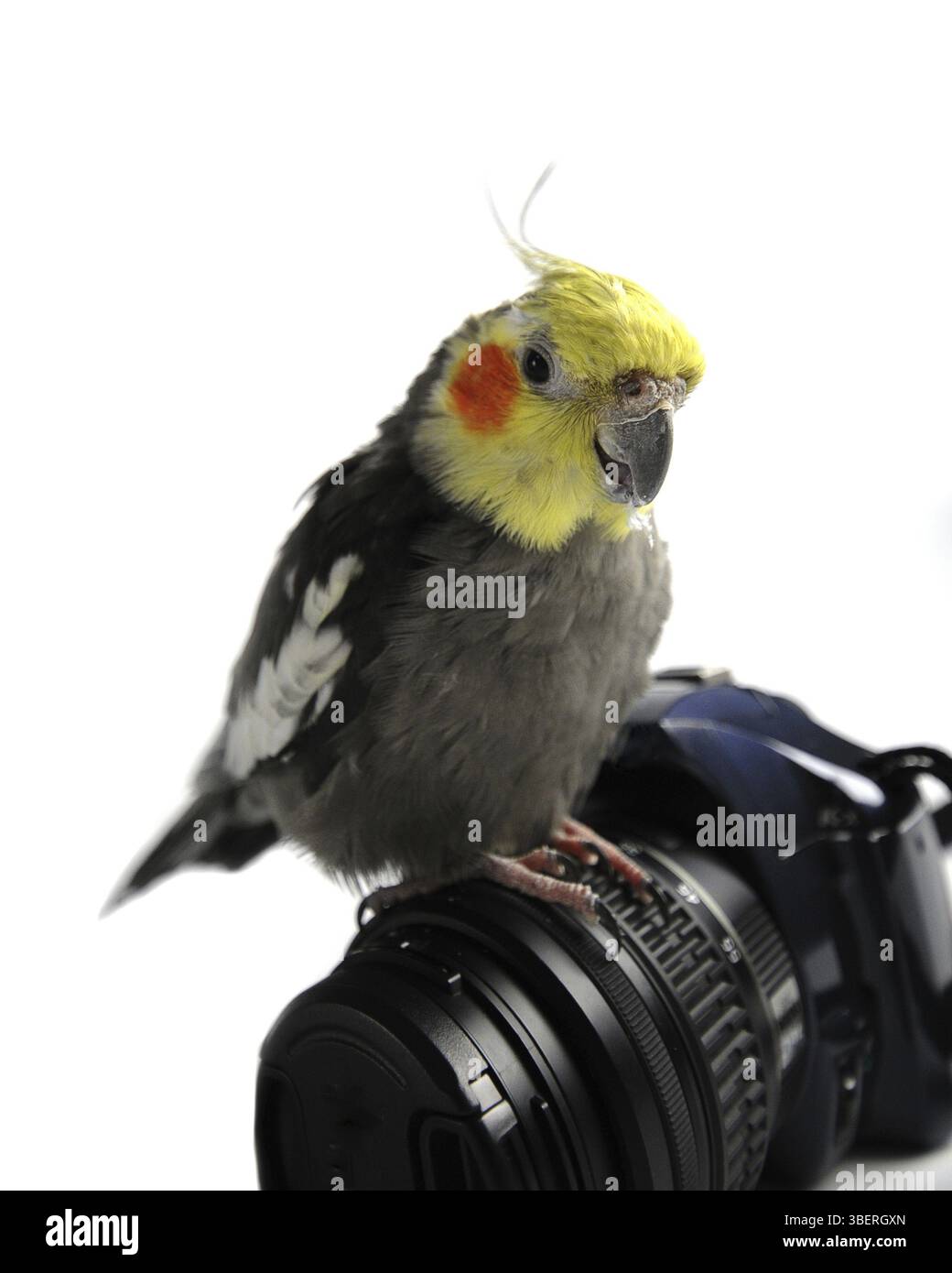 Cockatiel (Nymphicus hollandicus) Foto Stock