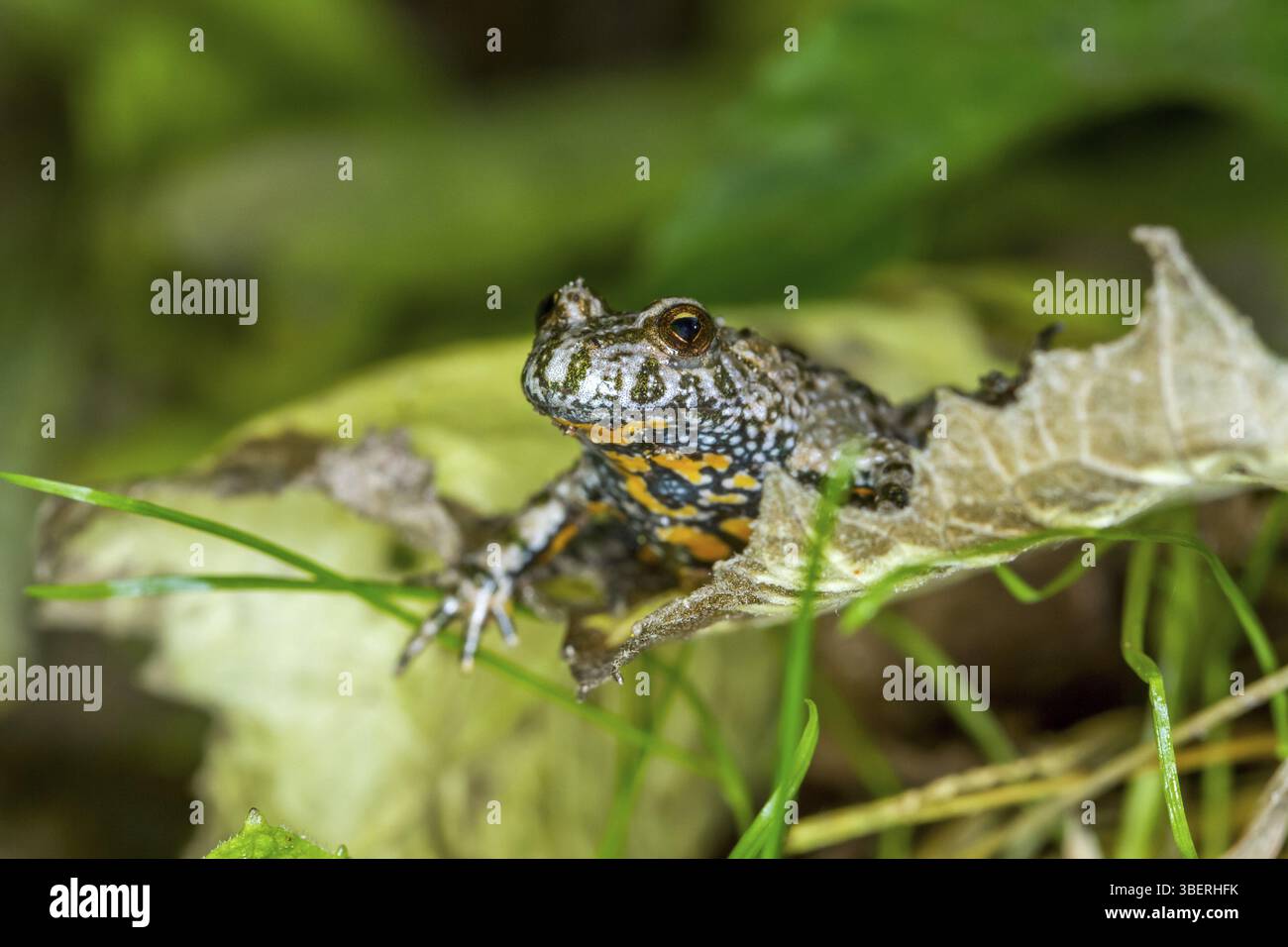 Fire-panciuto toad (Bombina bombina) Foto Stock