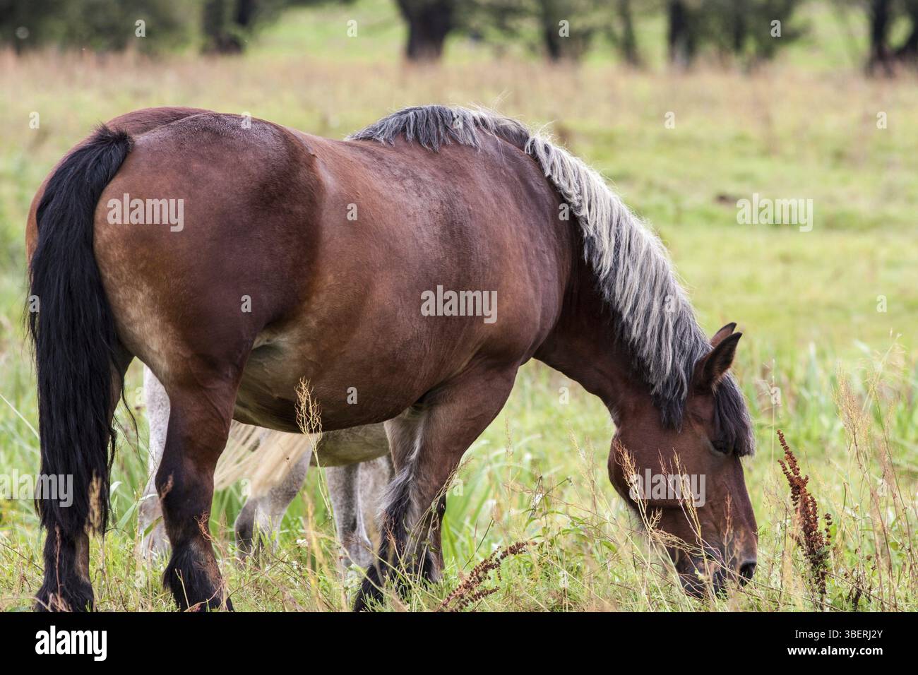Bordata di pesca / Danimarca 2013 Foto Stock