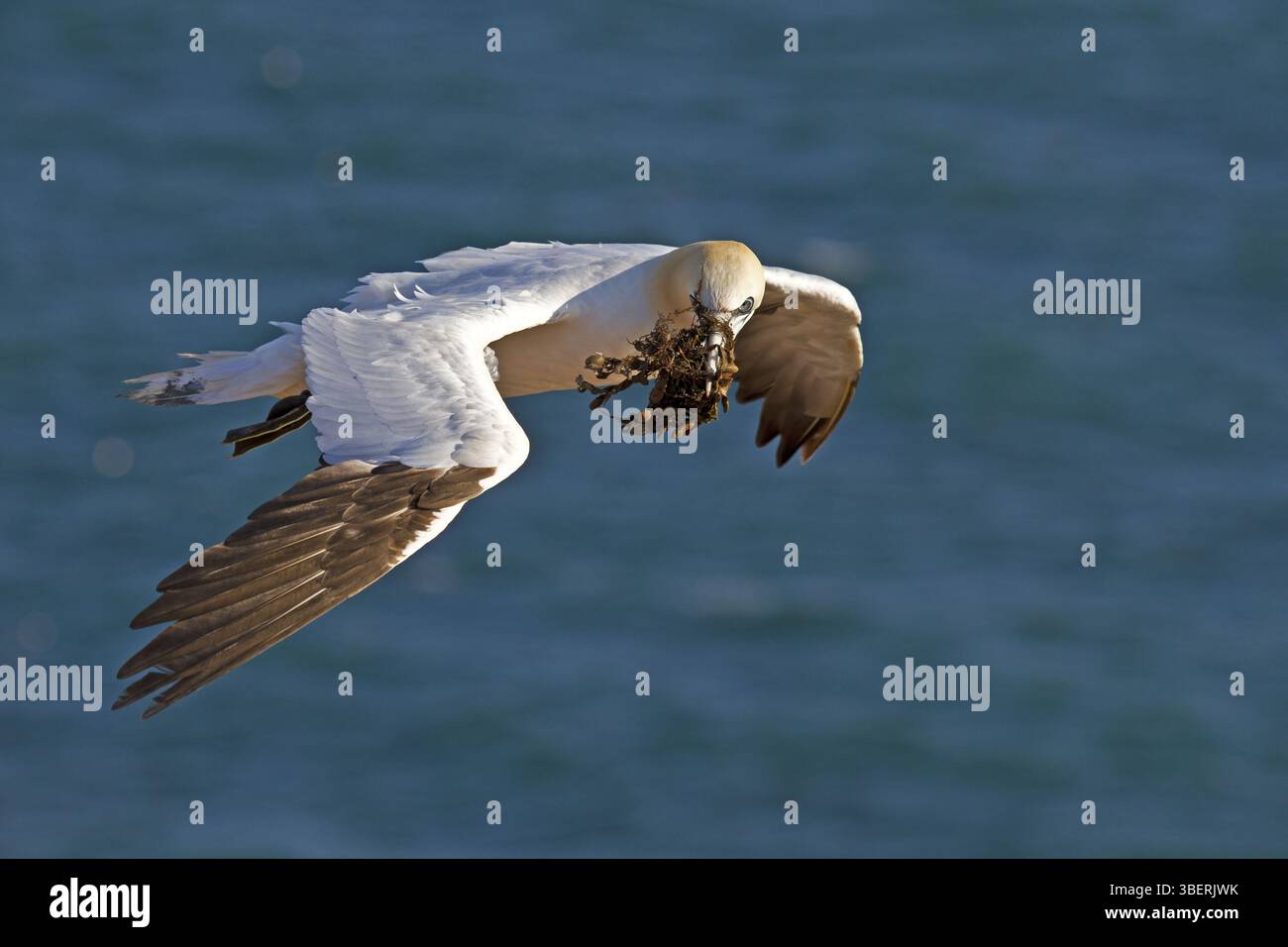 Gannet settentrionale con materiale di nidificazione (Morus bassanus) Foto Stock