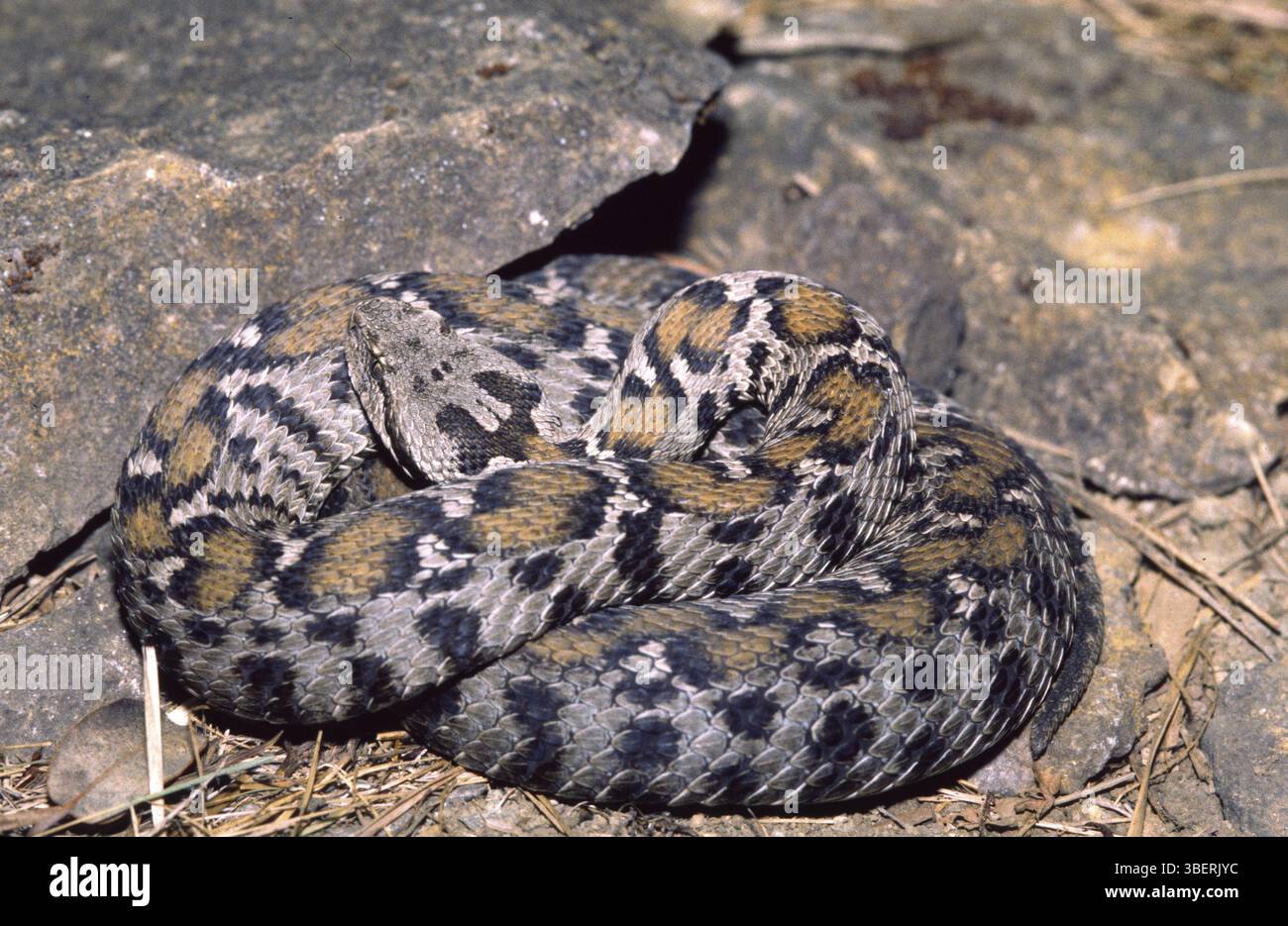 vipera di Wagner (Montivipera wagneri) Foto Stock