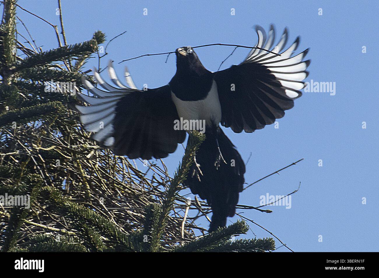 Gazza (Pica pica) Foto Stock