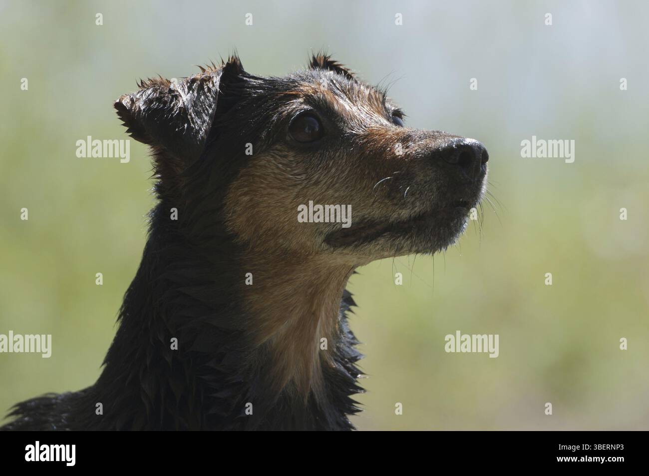 Anima fedele Foto Stock