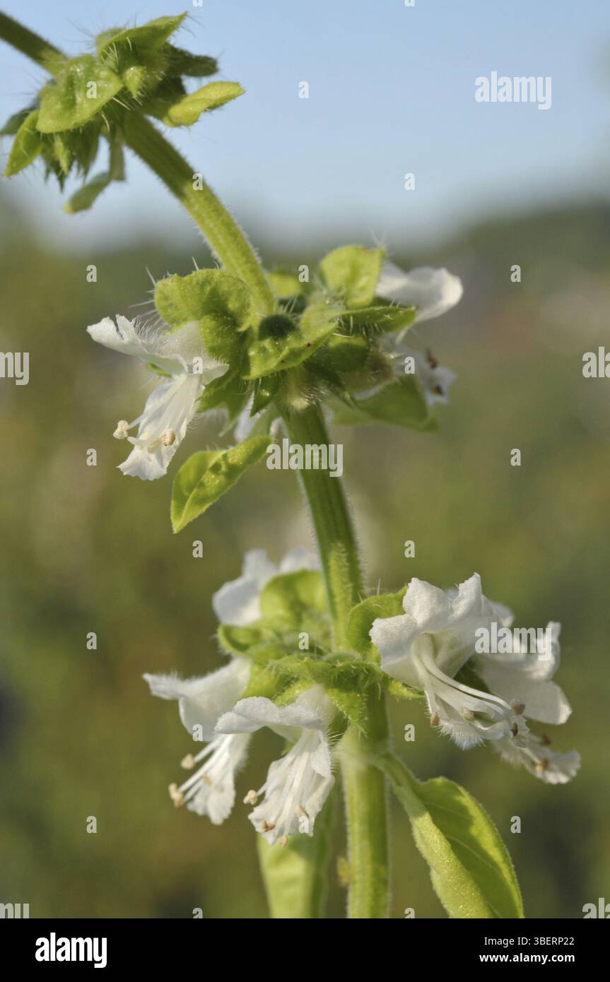 Il basilico (Ocimum basilicum) Foto Stock