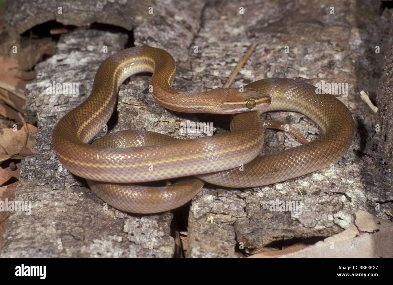 Serpente a righe (Boaedon lineatum) Foto Stock
