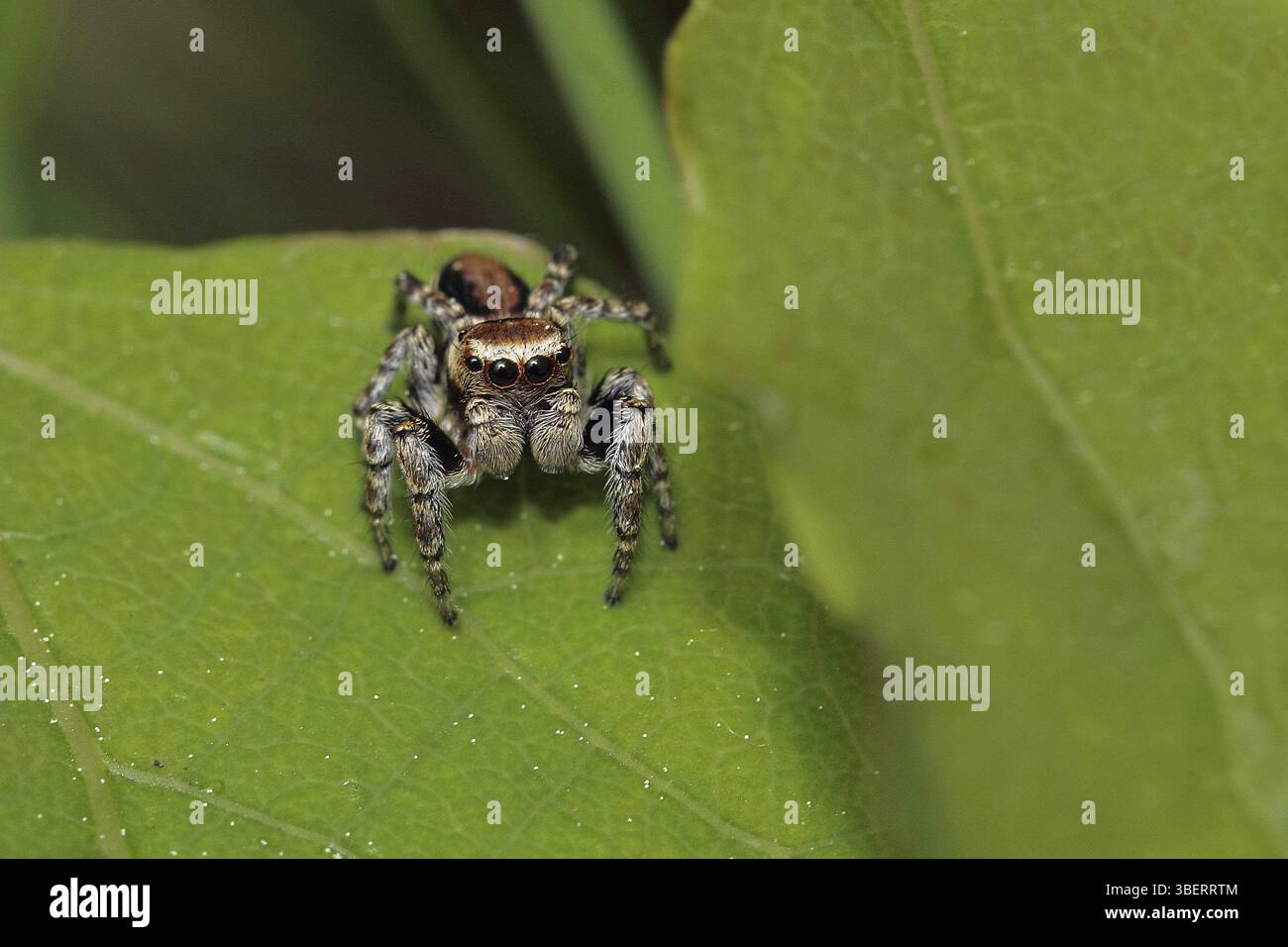 Ragno saltellante a quattro punti (Sitticus pubescens) Foto Stock