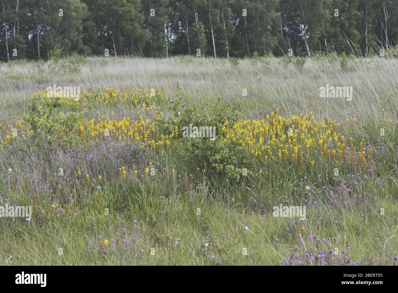 Sassifraggio (Narthecium ossifragum) Foto Stock