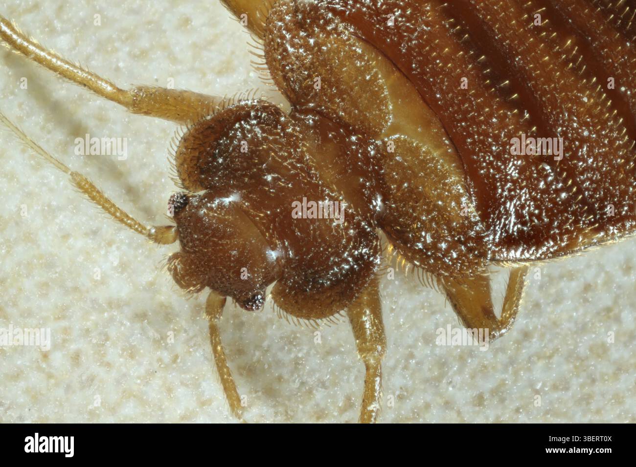 Cimice del letto (Cimex lectularius) Foto Stock