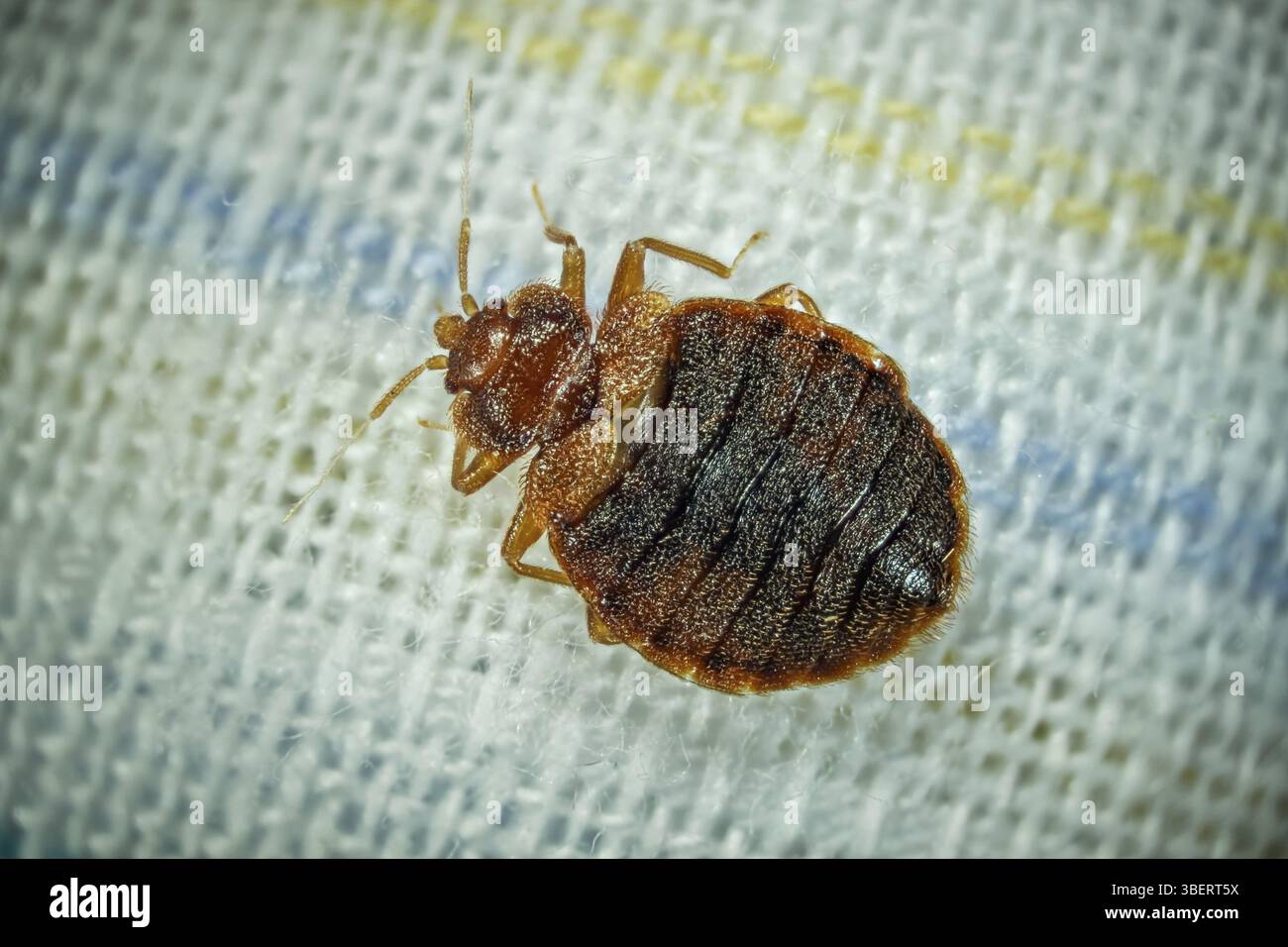 Cimice del letto (Cimex lectularius) Foto Stock