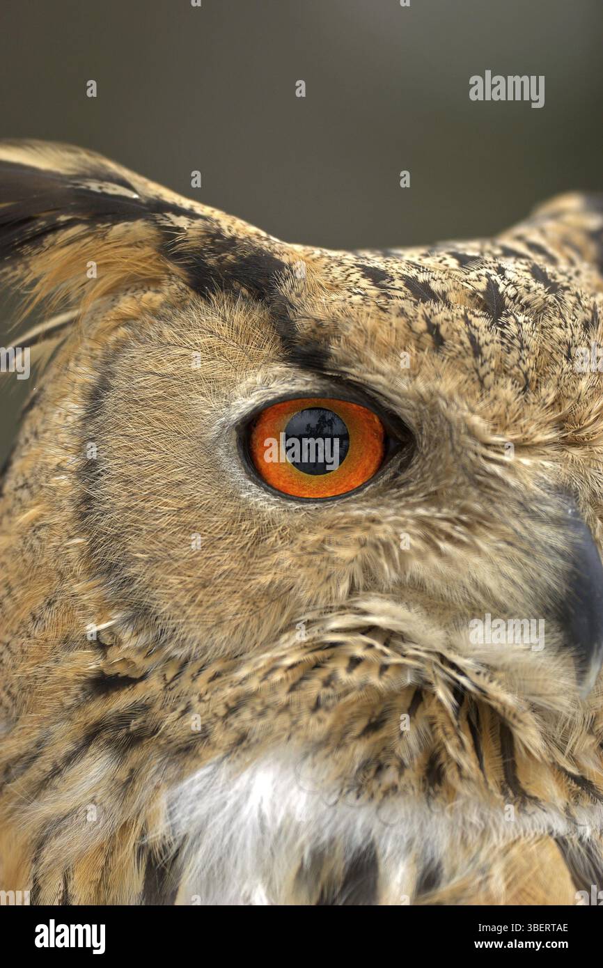 Gufo eurasiatico (uccello adulto) (bubo bubo) Foto Stock