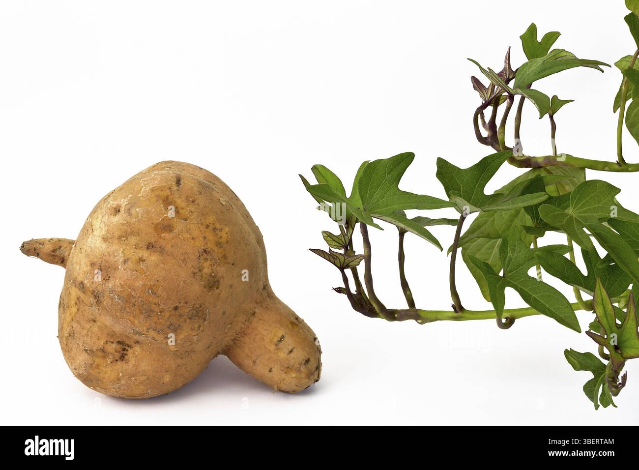 Patata dolce (Ipomoea batata) Foto Stock