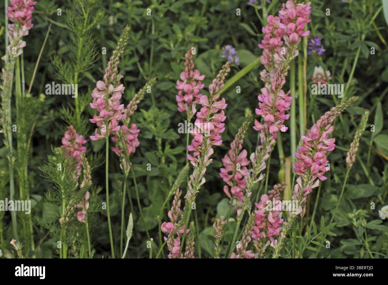 Erbe selvatiche Foto Stock