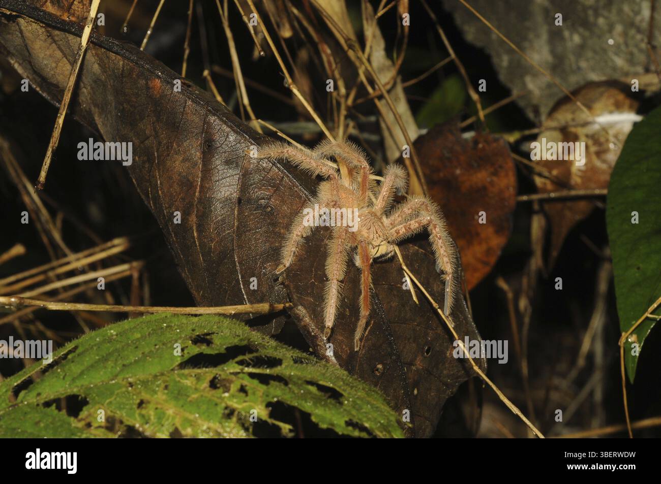 Specie di ragni granchi giganti (Heteropoda davidbowie) Foto Stock