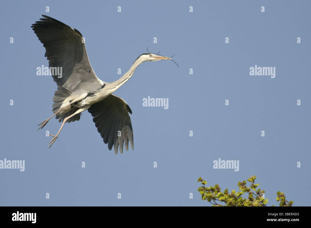 Airone cinerino (Ardea cinerea) Foto Stock