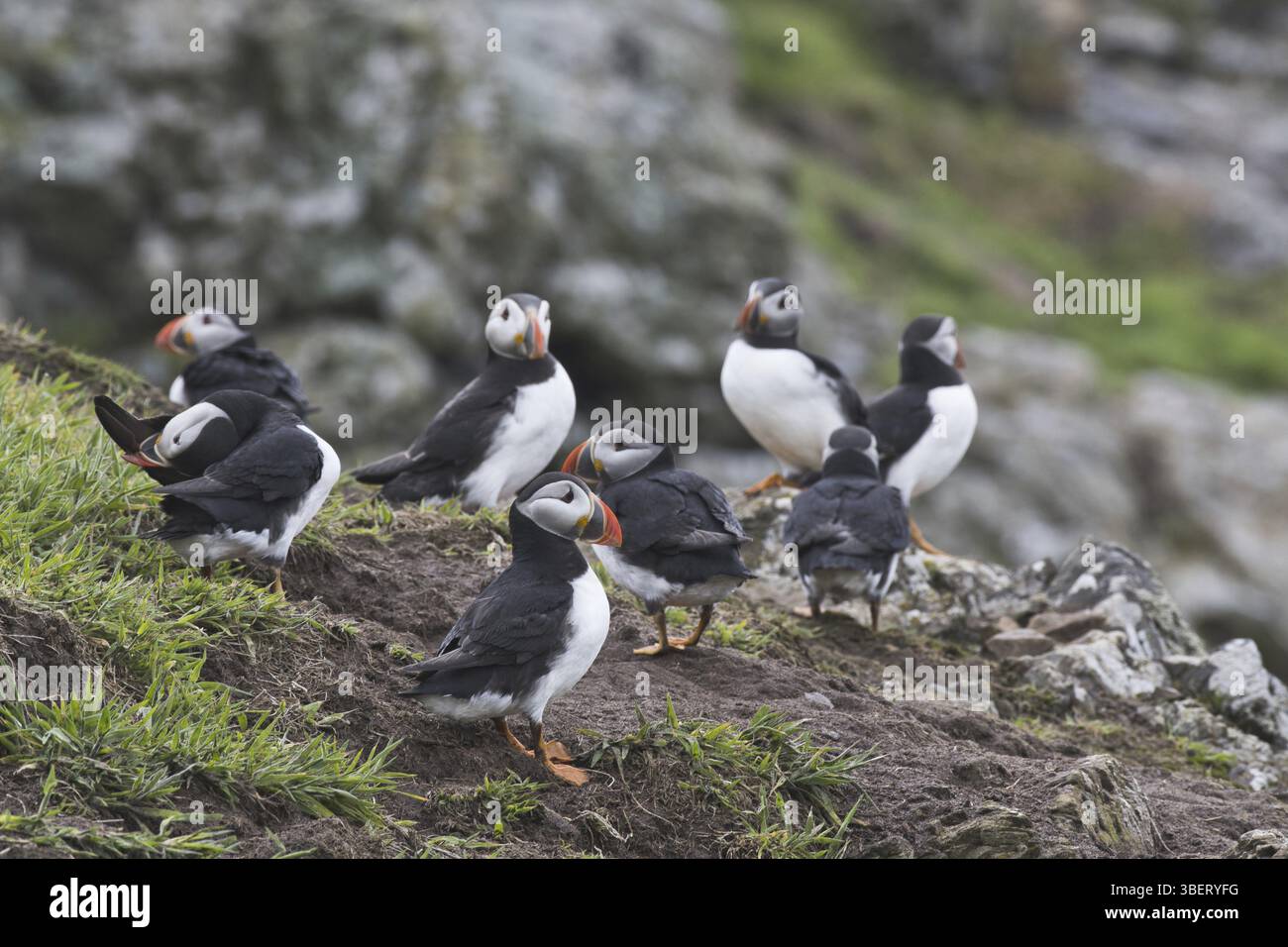 Puffin (Fratercula arctica) Foto Stock