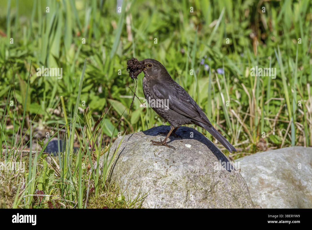 Blackbird - femmina raccoglie materiale di nidificazione (Turdus merula) Foto Stock