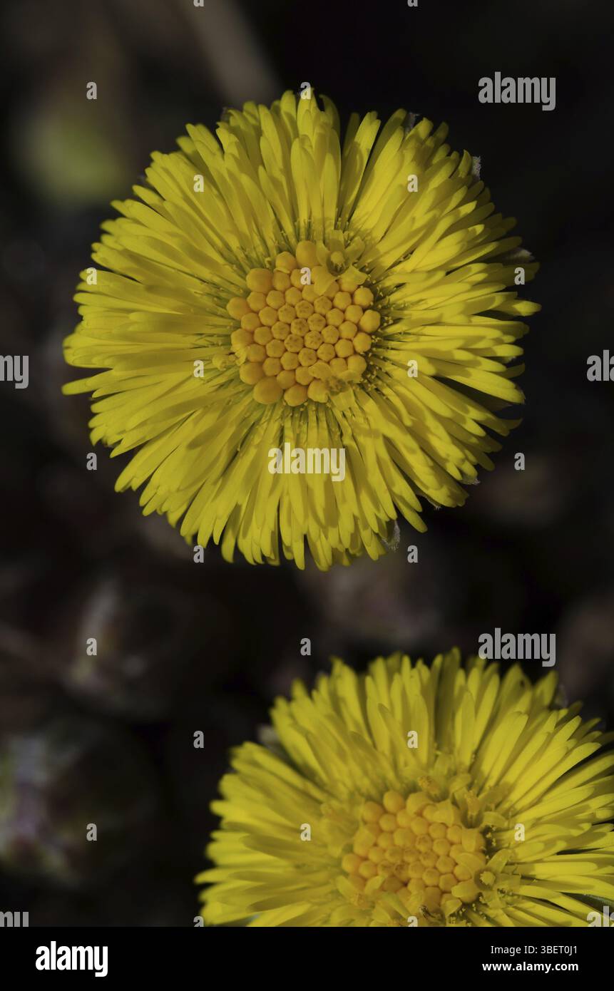 (Coltsfoot Tussilago farfara) Foto Stock