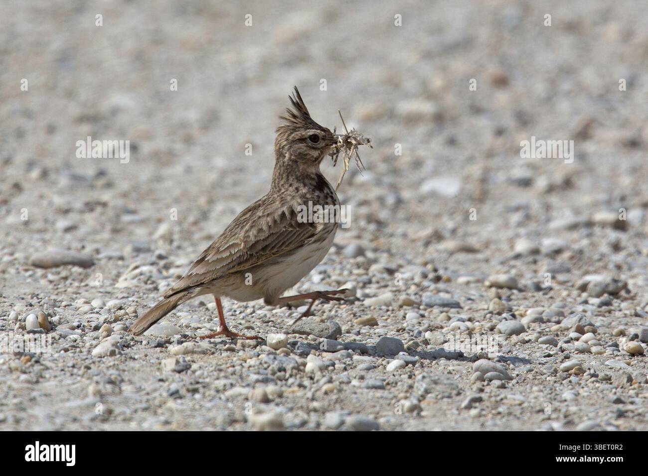 Crested Lark (Galerida cristata) Foto Stock