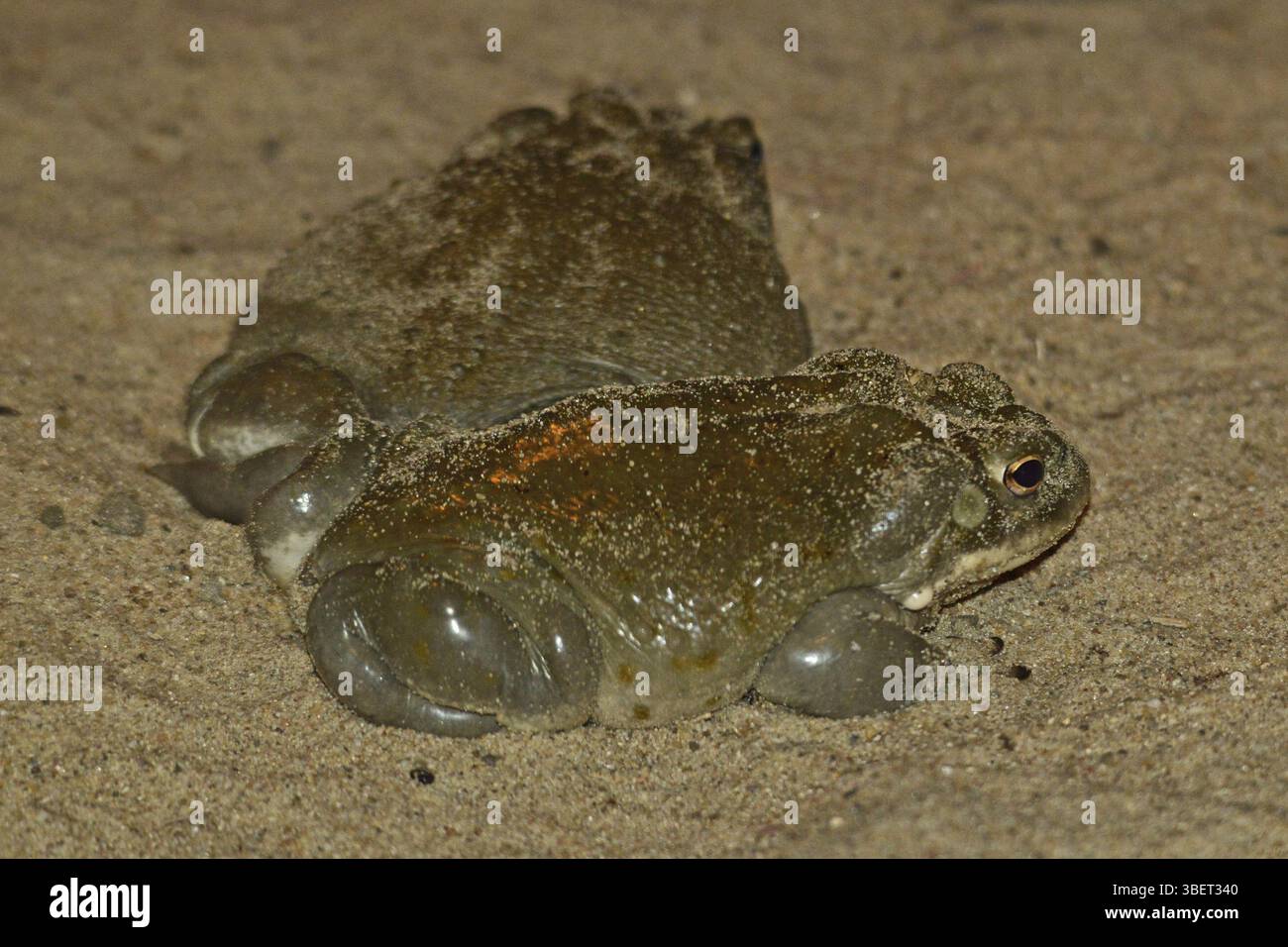 Rospo del deserto di Sonora (Bufo alvarius) Foto Stock