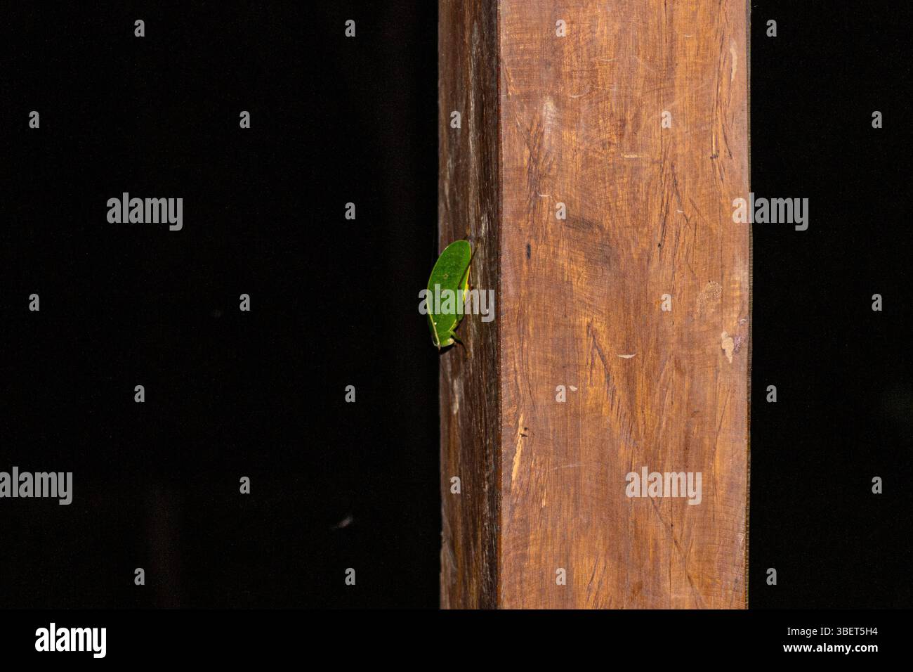 Un insetto che imita la forma e il colore di una foglia per proteggersi dai predatori della foresta pluviale amazzonica peruviana Foto Stock