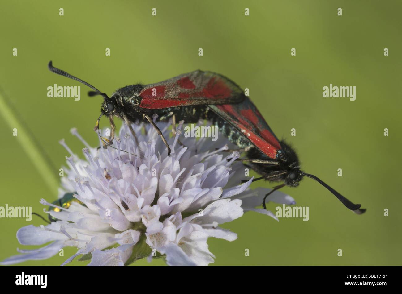 Ariete maculato rosso (Zygaena loti) Foto Stock