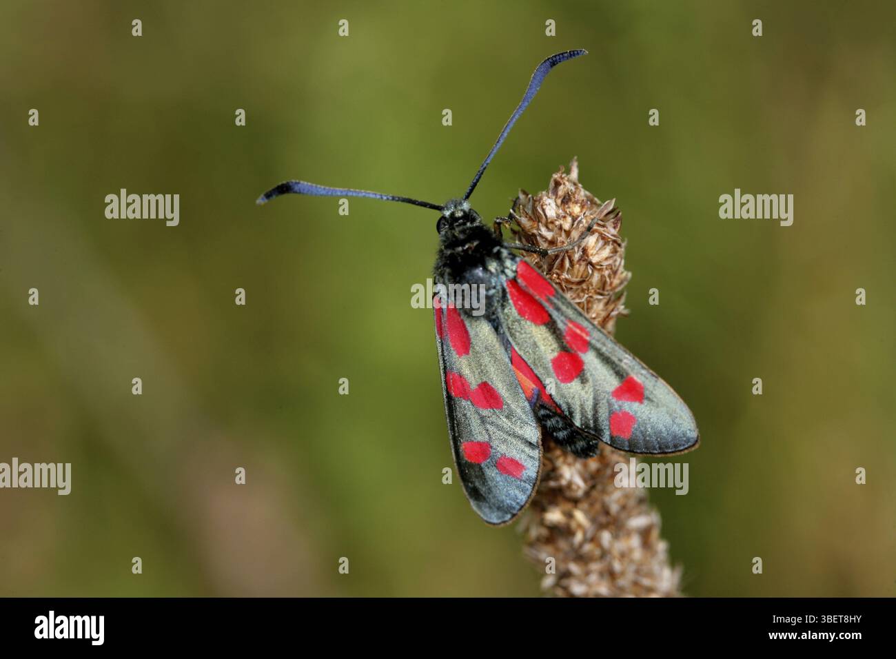 Ariete a sei macchie (Zygaena filipendula) Foto Stock