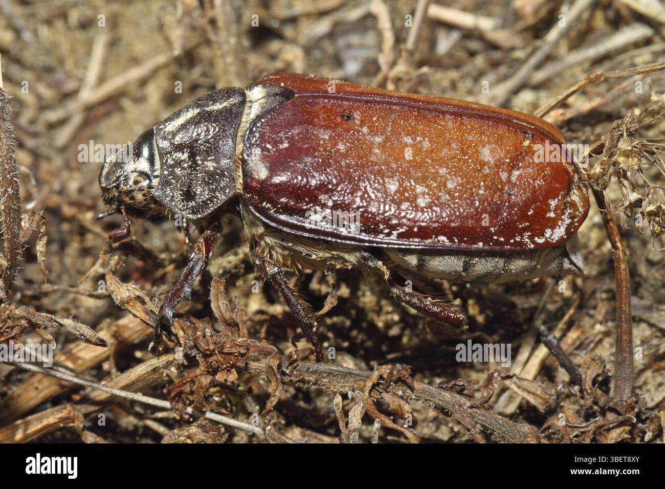 Walker (Polyphylla fullo) Foto Stock