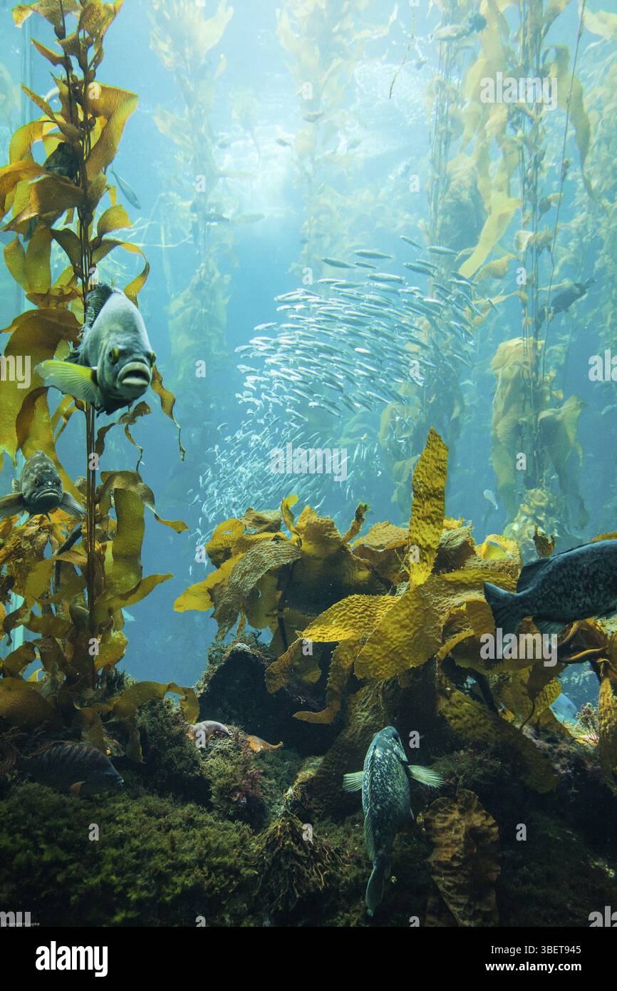 Monterey Aquarium Foto Stock