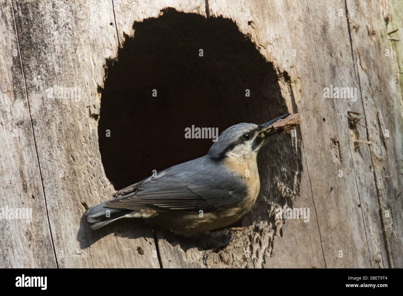 Picchio muratore (Sitta europaea) Foto Stock