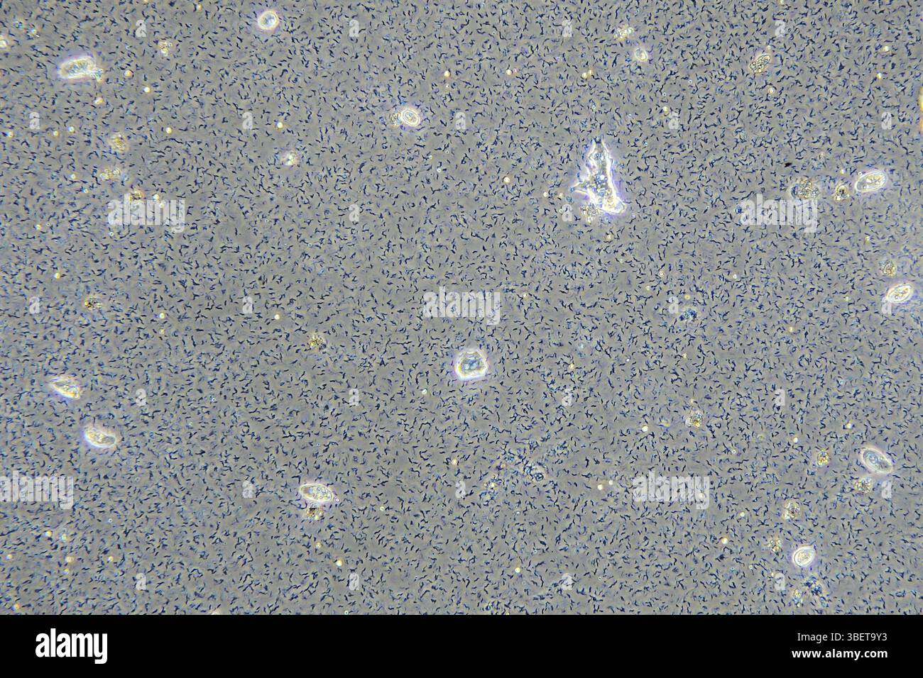 Spirilla in infusione di fieno con contrasto di fase 100x Foto Stock