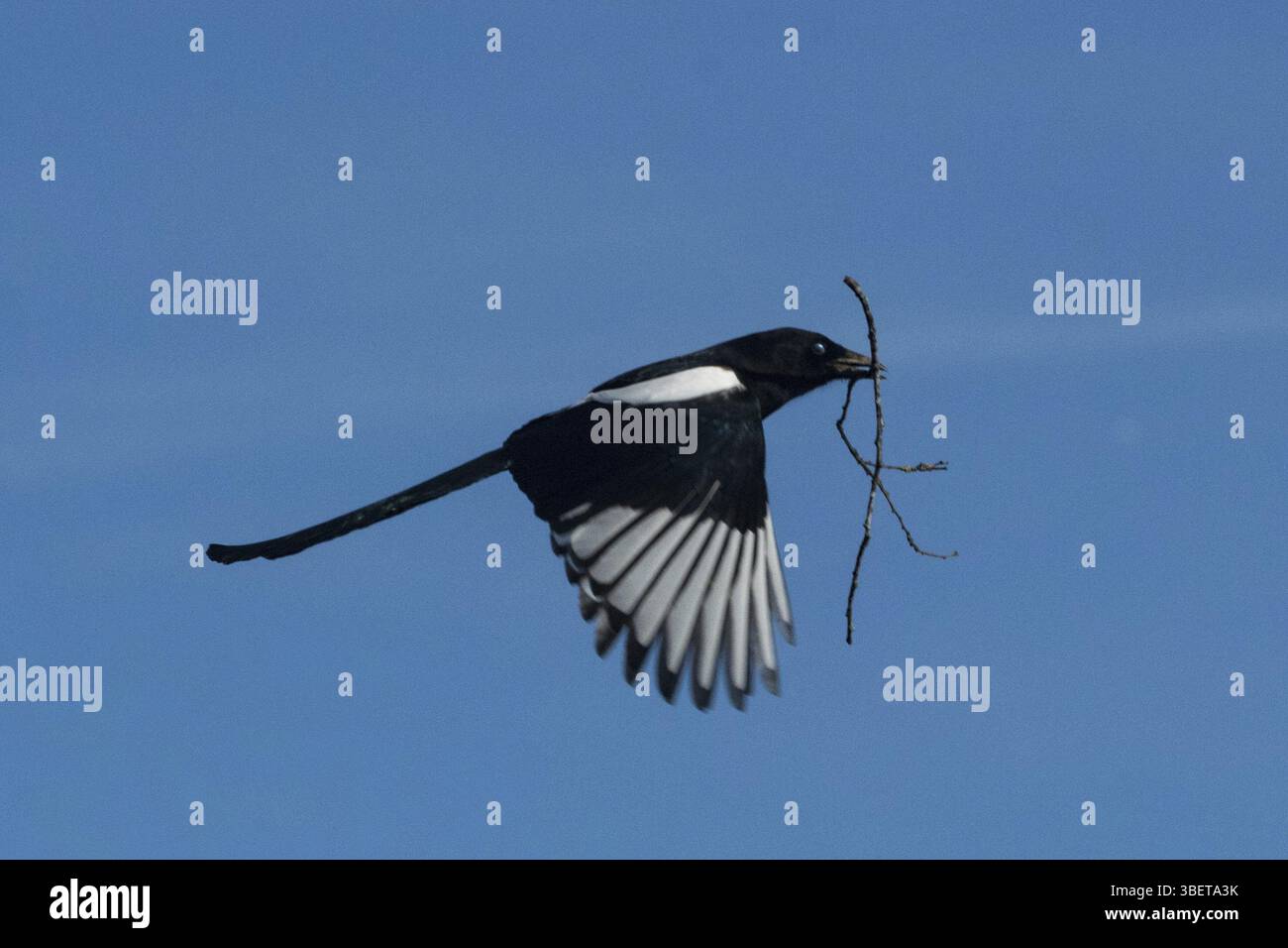 Gazza (Pica pica) Foto Stock