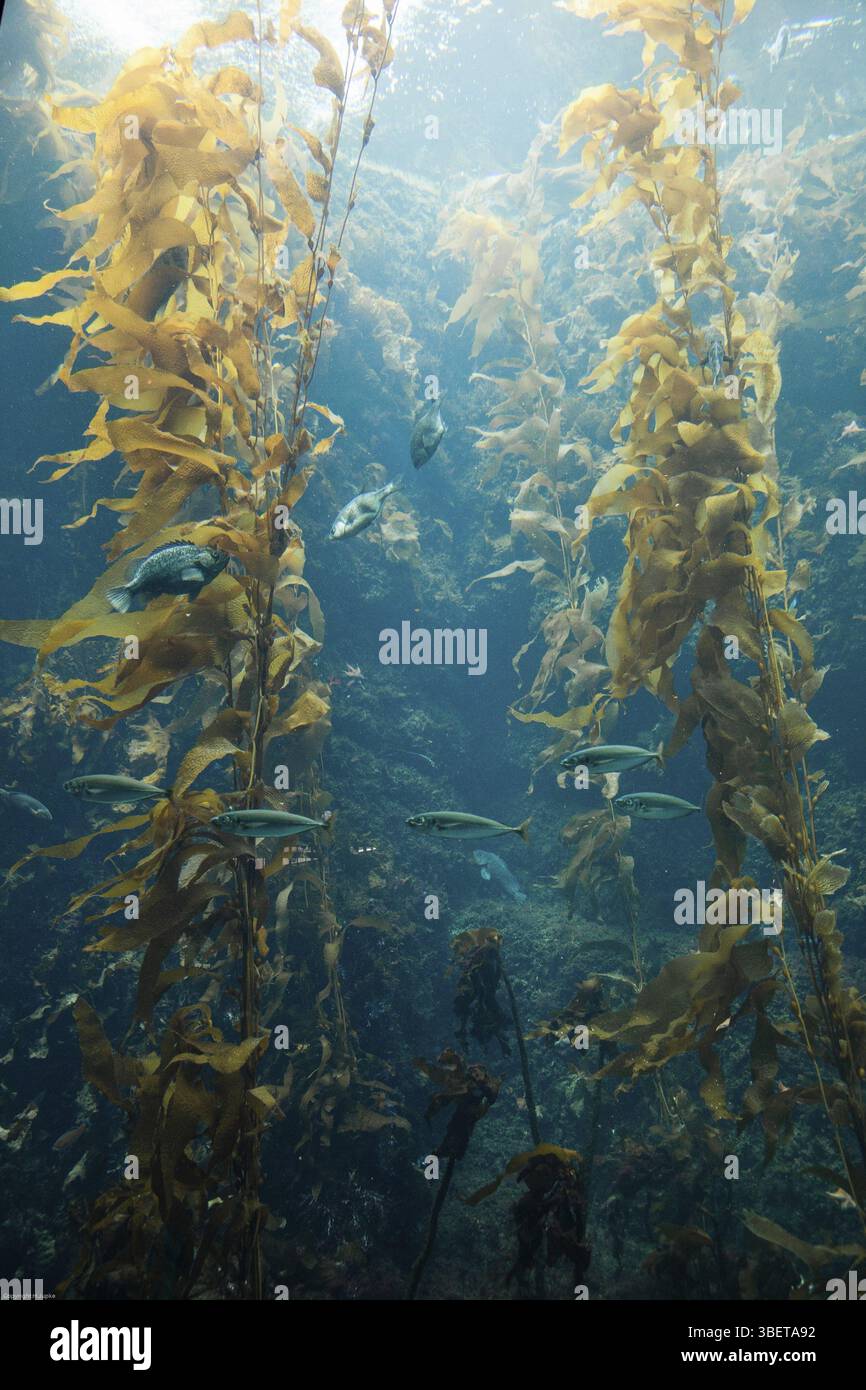 Monterey Aquarium Foto Stock
