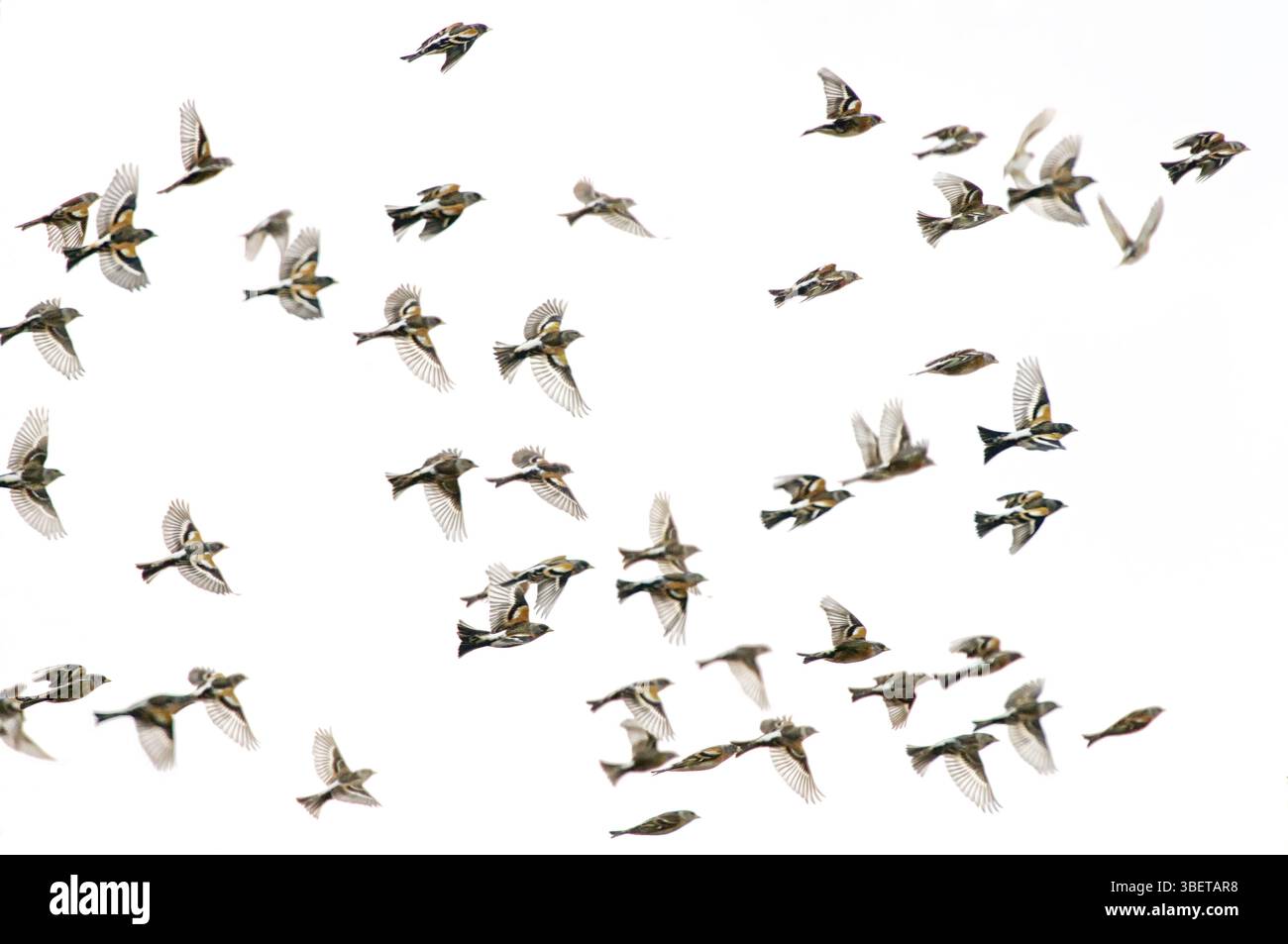 Brambling (Fringilla montifringilla) Foto Stock