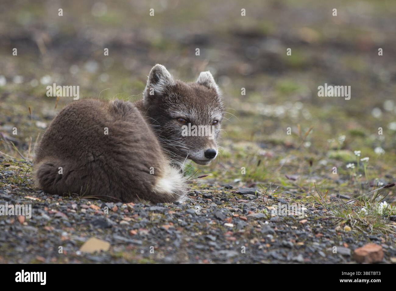 Volpe artica in abito estivo a Spitsbergen, Norvegia (Vulpes lagopus) Foto Stock