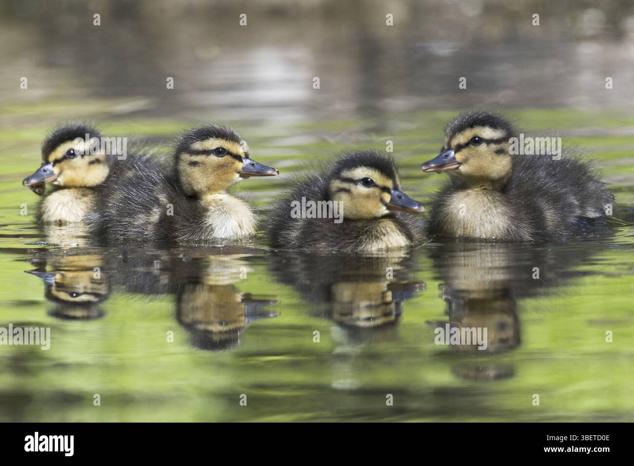 Anatre domestiche giovani (Anas platyrhynchos) Foto Stock